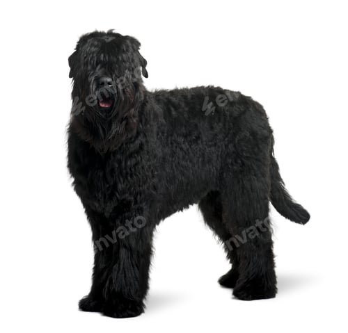 Preview: Black Russian Terrier, 15 months old, standing in front of white background