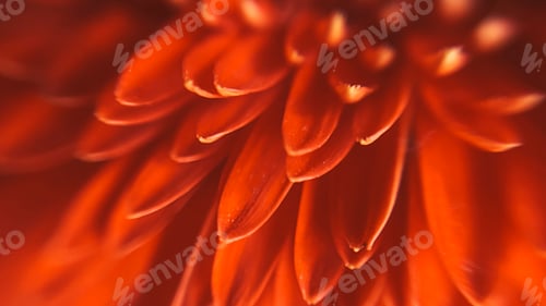 Preview: Macro shot of red gerbera petals. Beautiful flower background in defocus.