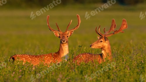 Preview: Two fallow deer stags standing on meadow in spring sunset