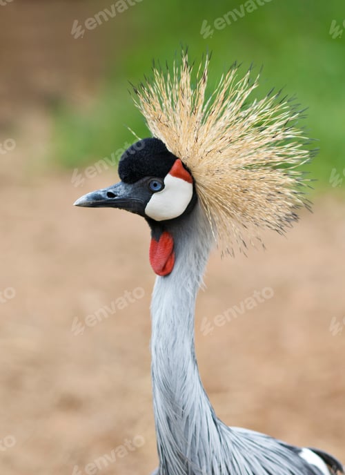 Preview: Grey Crowned Crane