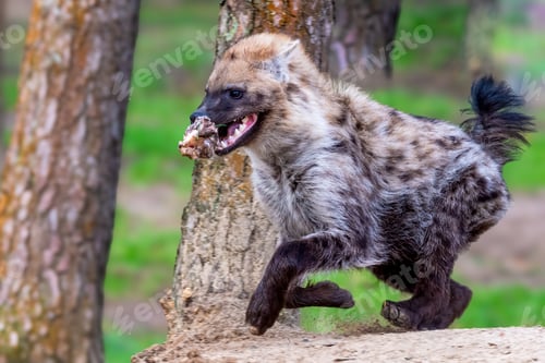 Preview: Hyena with prey sprinting through woodland