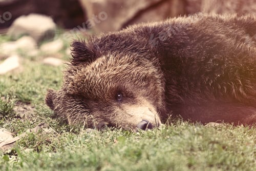 Preview: View on european brown bear