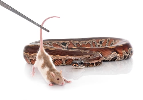 Preview: Python brongersmai in studio