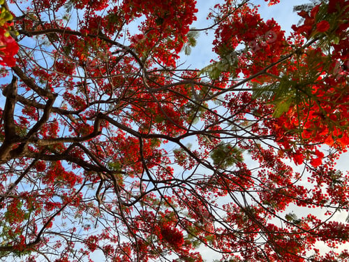 Preview: Red flame tree