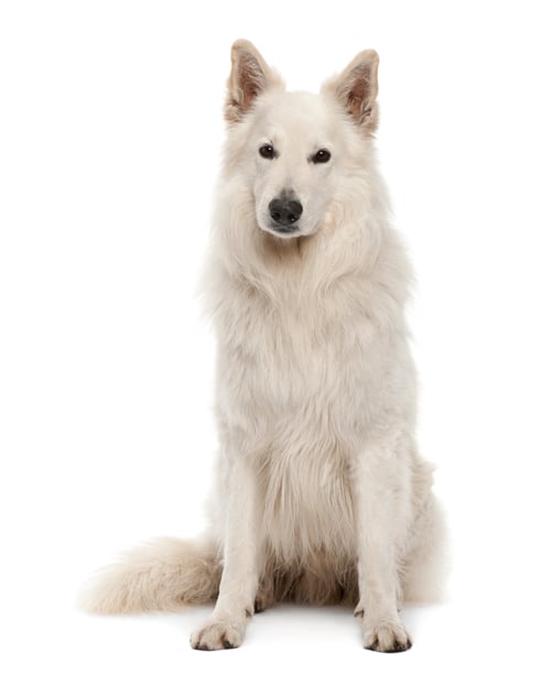Preview: Berger Blanc Suisse, 5 years old, sitting against white background