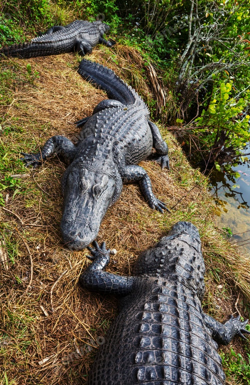 Alligators Relaxing near the Water in Lush Landscape