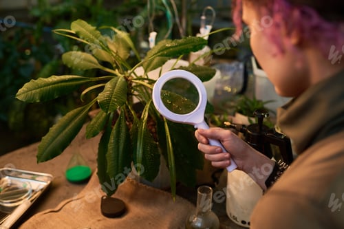 Preview: Unrecognizable Woman Examining Plant Leaves