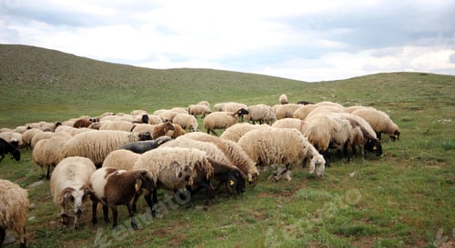 Preview: flock of goats and sheep by the river