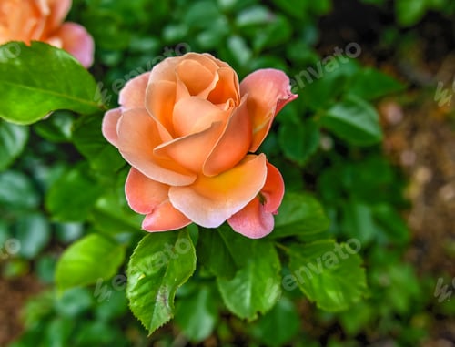 Preview: Pink Hybrid tea rose Alpine Sunset on green leaves background