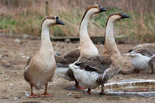 Preview: Geese on the farm