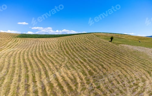 Preview: rows of mowed grass in the field