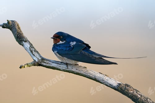 Preview: Barn swallow (Hirundo rustica)