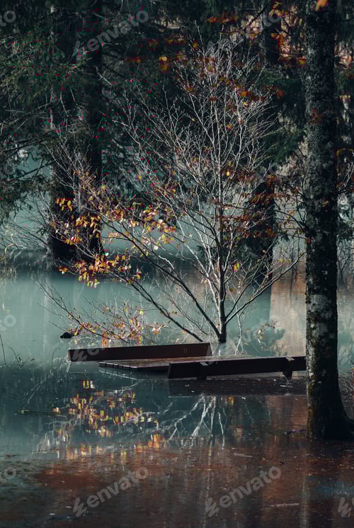 Preview: Moody forest with lake flooding tree trunks and picnic benches