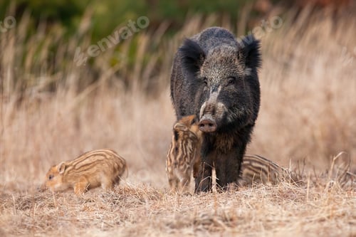 Preview: Family wild boar standing on meadow in autumn nature