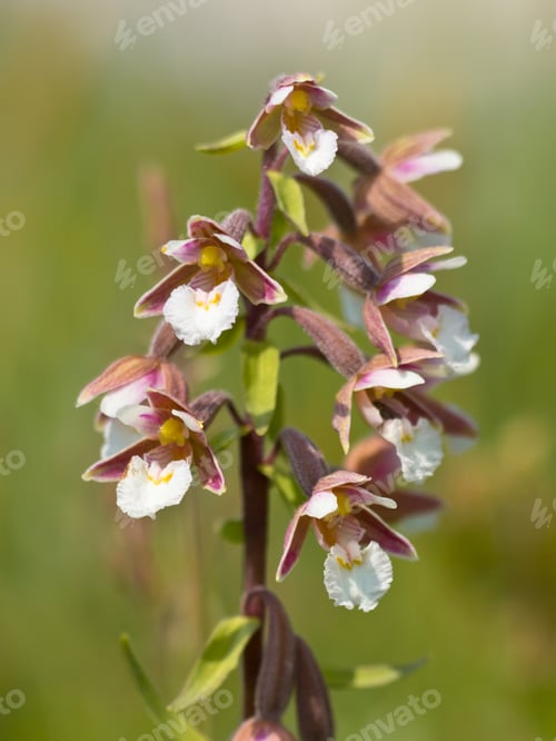 Preview: Flowers of wild orchid