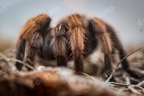 Preview: Closeup of a Western desert tarantula