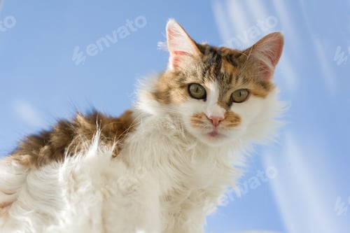 Preview: Portrait of 10 year old domestic tricolor female cat looking at the camera