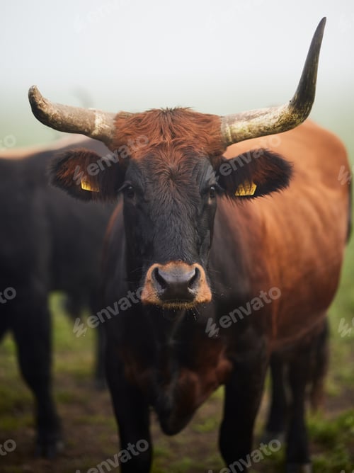 Preview: Cows in the fog in Bavaria Germany