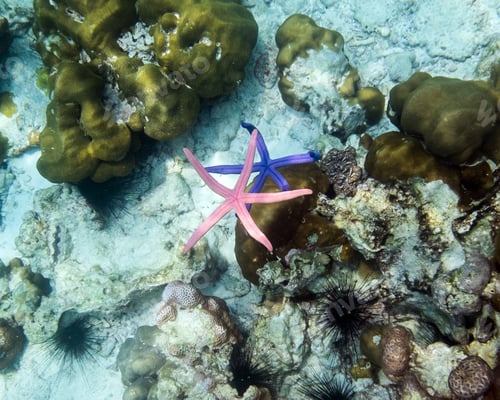 Preview: Starfish blue pink color on hand in andaman sea ,small animal fragile