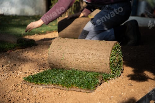 Preview: gardener laying down a roll of green grass turf in back yard. Gardening concept, green lawn
