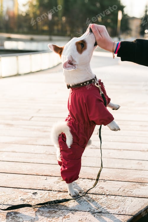 Preview: Woman training her little dog jack russell terrier in suit breed outdoors in winter park cold day -
