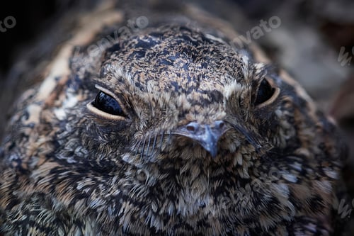 Preview: Standard-winged nightjar (Caprimulgus longipennis)