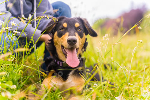Preview: Smile of a black and brown dog having fun in spring in a flower meadow.