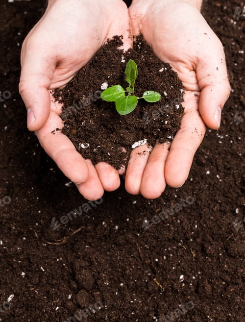 Preview: Hands holding sapling in soil surface