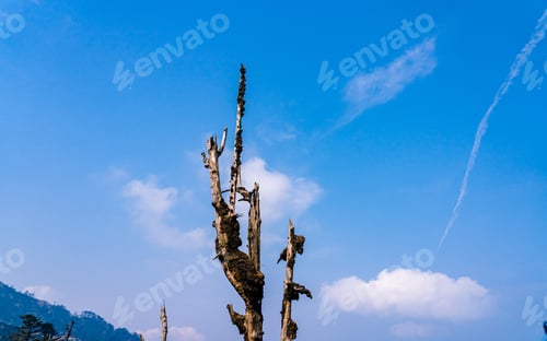 Preview: Tree branch and Sky in Mountain hill