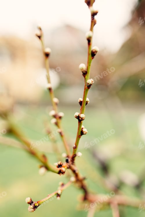 Preview: Closeup picture of wild plum tree buds