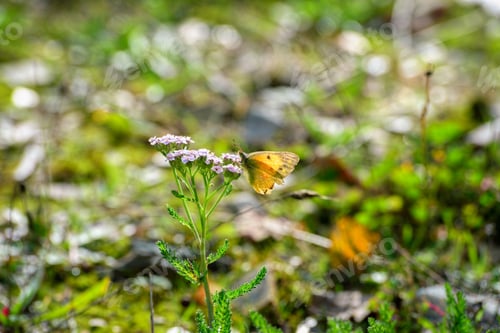 Preview: Backlight of a delicate orange butterfly on soft violet flowers