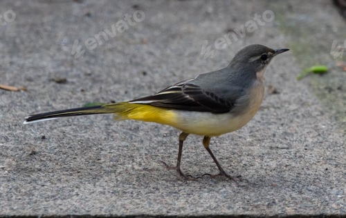 Preview: Selective focus shot of a gray wagtail perched on the ground