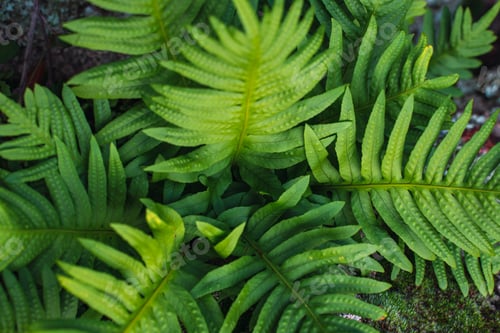 Preview: Top view of vivid green color wild plants