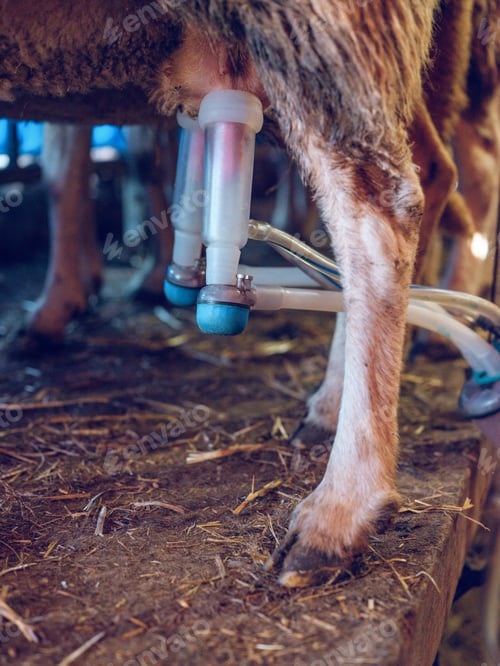 Preview: Unrecognizable farmer milking a sheep with milking equipment