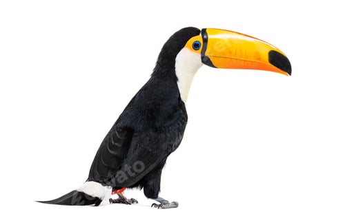 Preview: Toucan toco, Ramphastos toco, isolated on white
