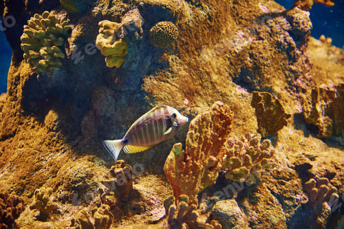 Preview: Sea fishes in the deep aquarium, sea life