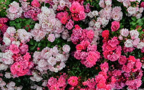 Preview: Pink flowers in a garden in spring