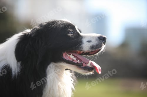 Preview: Black and White Border Collie in Park