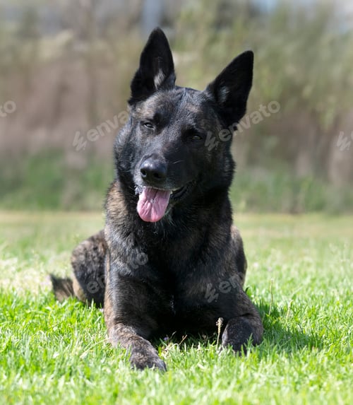 Preview: Dutch Shepherd in nature