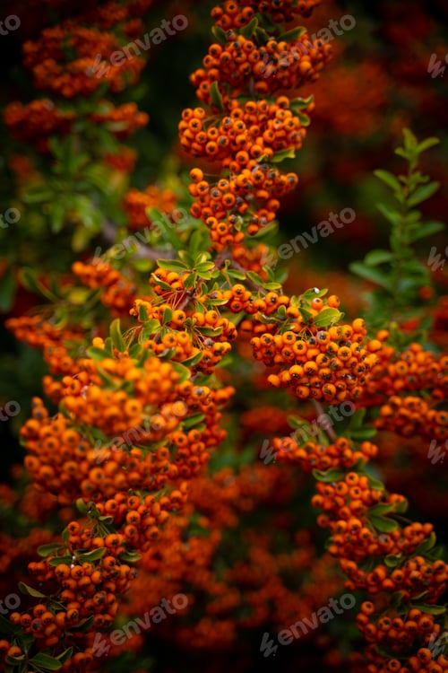 Preview: orange berries on a tree