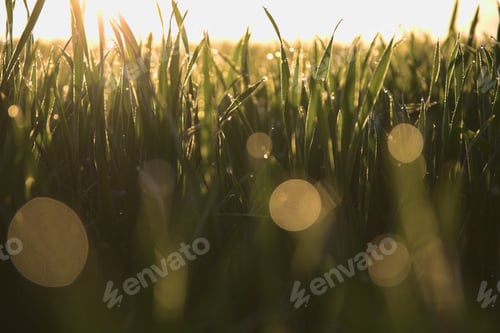 Preview: Selective focus shot of green plant at sunrise