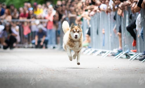 Preview: cute dog running at dog speed race