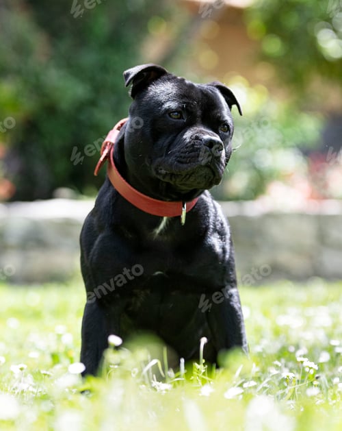 Preview: staffordshire bull terrier