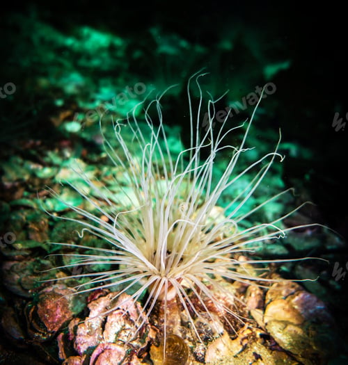 Preview: Amazing underwater world, Underwater world scene.