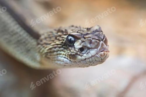 Preview: Snake, a portrait
