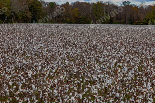 Preview: Cotton field in Suffolk, VA
