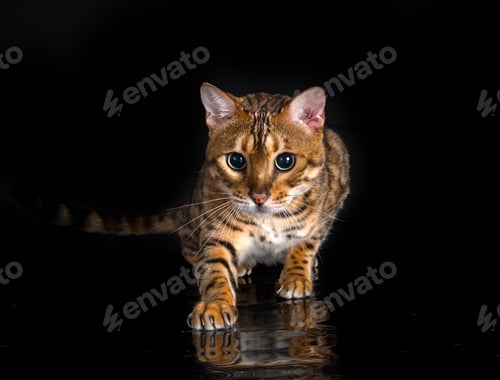 Preview: bengal cat in studio