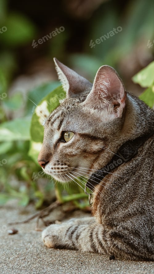 Preview: Gato rayado