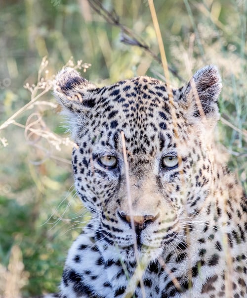 Preview: A Best wildlife tours in the world