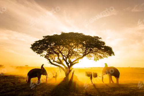 Preview: Elephants at sunrise in Thailand